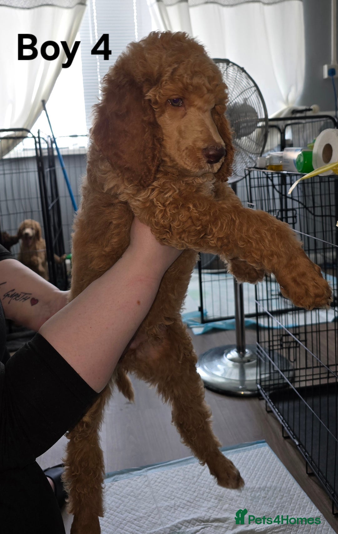 Standard Poodle dogs for sale: Standard Poodle Puppies READY TO LEAVE NOW  - Image 12