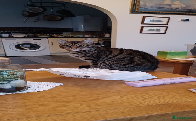 British Shorthair cats - Advert 1