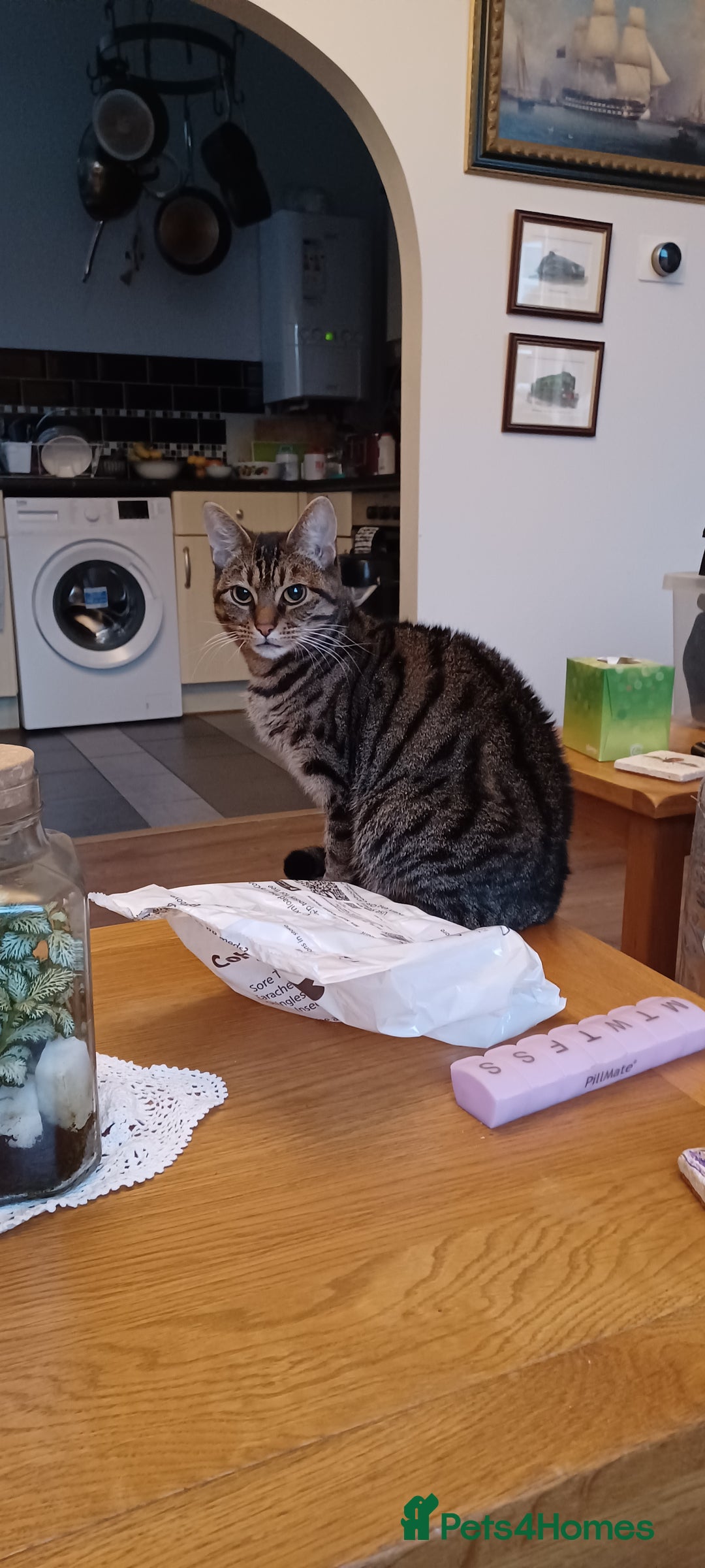 British Shorthair cats for sale: Two beautiful adult cats looking for forever homes - Image 1