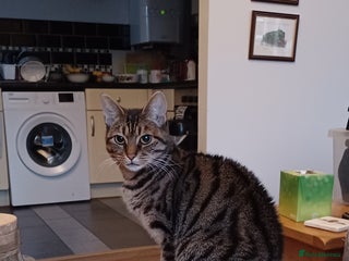 British Shorthair cats - Advert 16