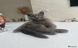 British Shorthair cats for sale: British Shorthaired Boy Kitten 5 months old - Image 5