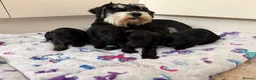 Miniature Schnauzer dogs for sale: Beautiful Litter Mini Schnauzer X Mini Poodle - Advert 12