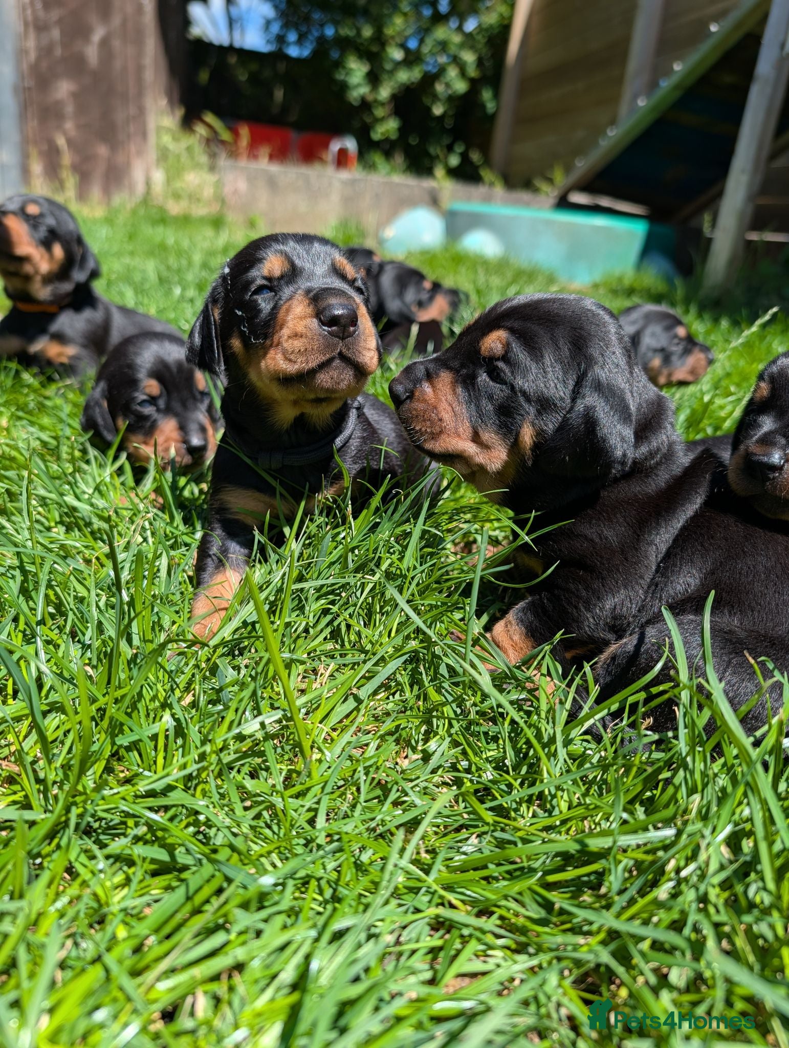 Mixed Breed dogs Lithuanian Hound puppies looking forever home - Advert 1