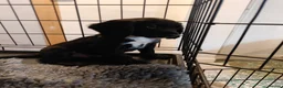 Cocker Spaniel dogs for sale: Cocker spaniel puppies (2 male available) in Alfreton - Advert 14
