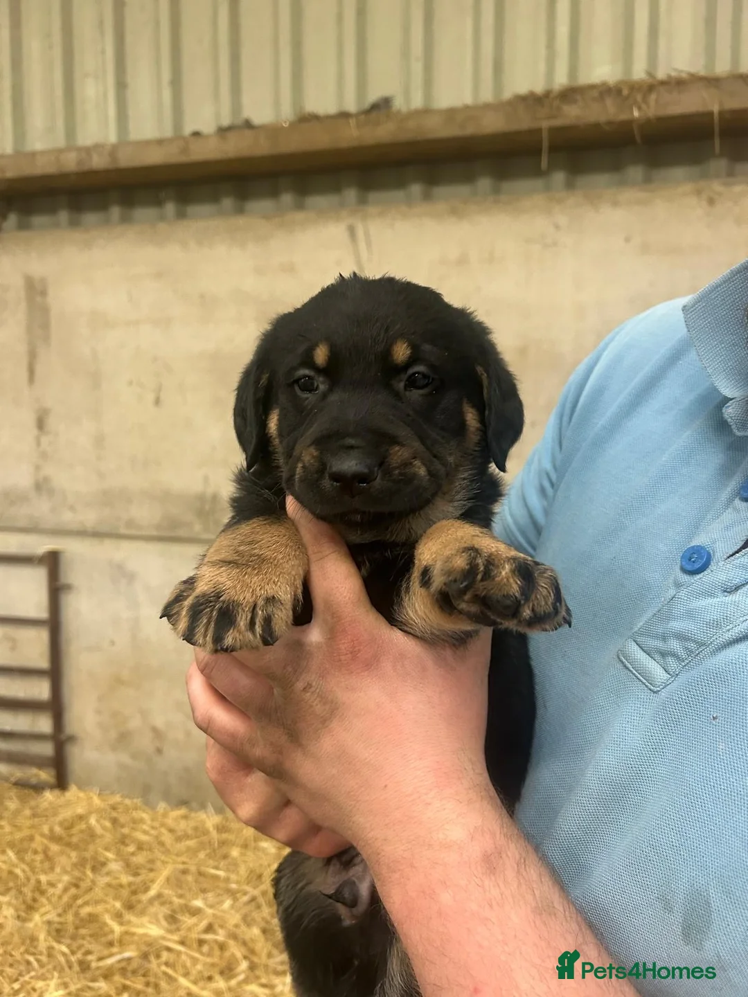 Mixed Breed dogs for sale: Adorable Golden Retriever x Huntaway puppies - Advert 2