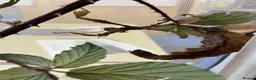 Stick Insects invertebrates for sale: Spiny stick insect eggs in Hove - Advert 4