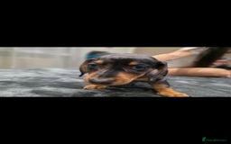 Dachshund dogs for sale: Beautiful puppies - Image 9