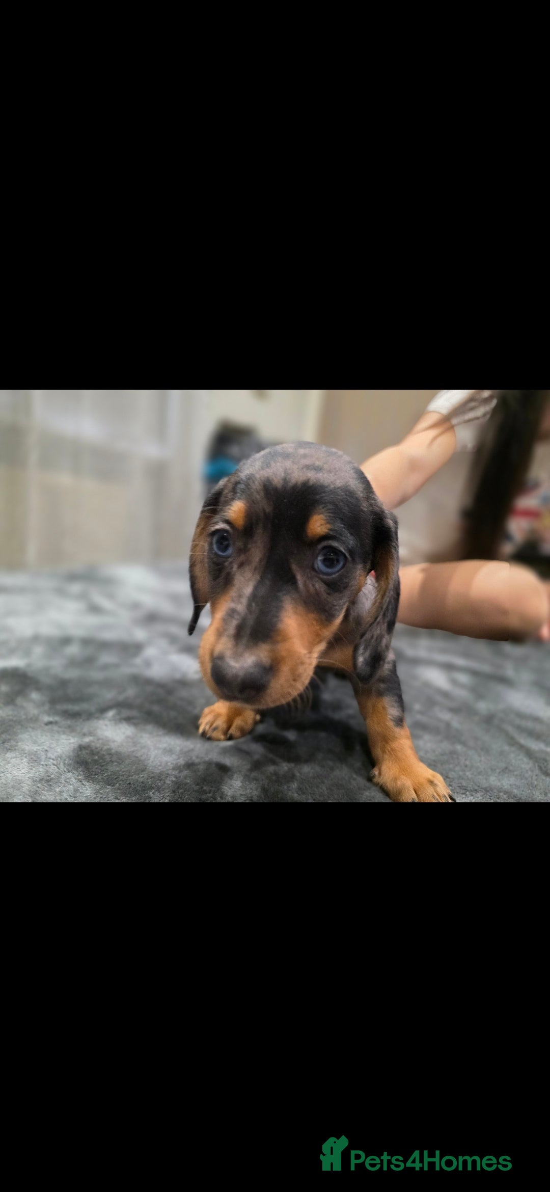 Dachshund dogs for sale: Beautiful puppies - Image 9