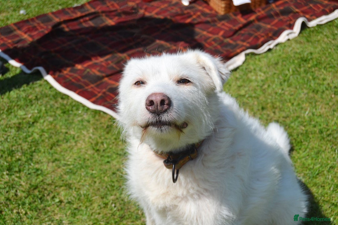 Mixed Breed dogs for adoption: Poppy Popz in Barrow-upon-Humber - Image 26