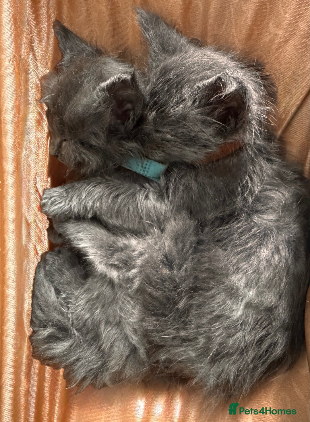Maine Coon cats for sale: Purebred Blue Maincoon Kittens  - Image 15