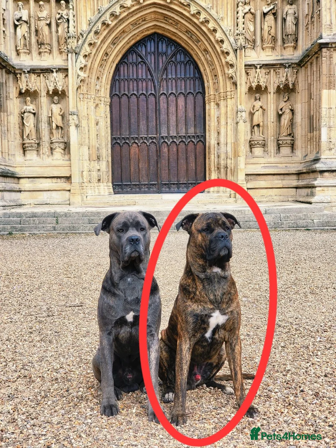 Cane Corso dogs for stud: Brown brindle canecorso for stud. in Driffield - Advert 2