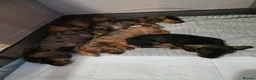 Dachshund dogs for sale: 5 Dachshund puppies  in Horley - Advert 22