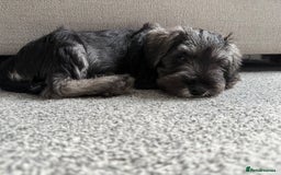 Miniature Schnauzer dogs for sale: Ready for our forever home’s miniature schnauzers  - Image 8