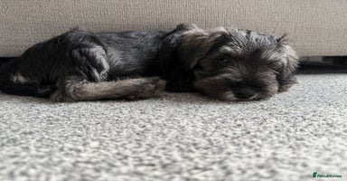 Miniature Schnauzer dogs - Advert 16