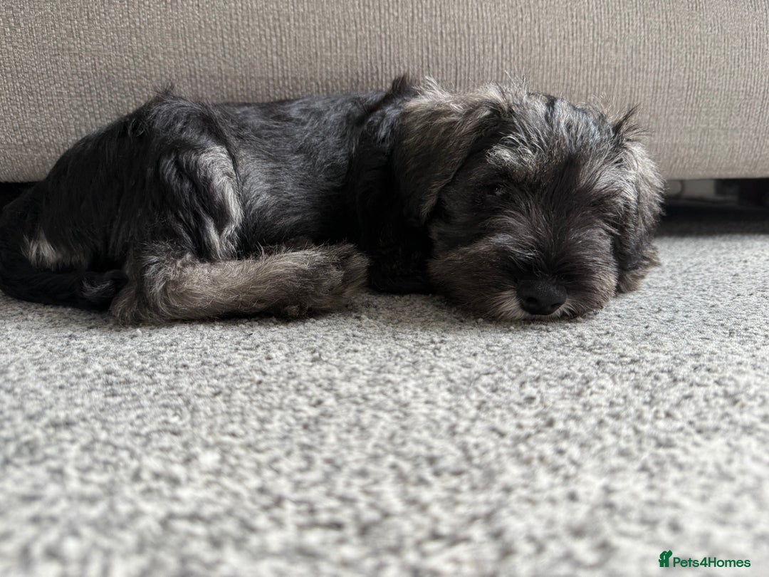 Miniature Schnauzer dogs for sale: Ready for our forever home’s miniature schnauzers  - Image 8