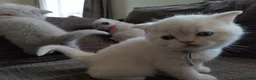 British Shorthair cats for sale: GCCF registered cream and lilac BSH - Advert 8