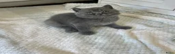 British Shorthair cats for sale: TICA Registered British Shorthair Kittens for Sale - Advert 11