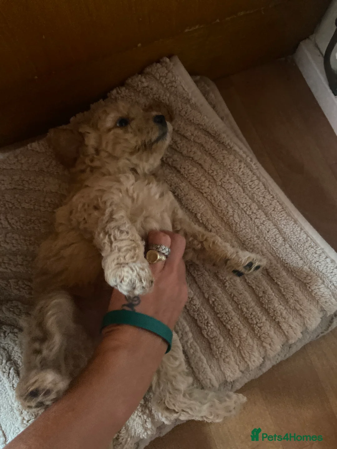 Mixed Breed dogs for sale: Tibetan x poodles  in Houghton le Spring - Advert 2