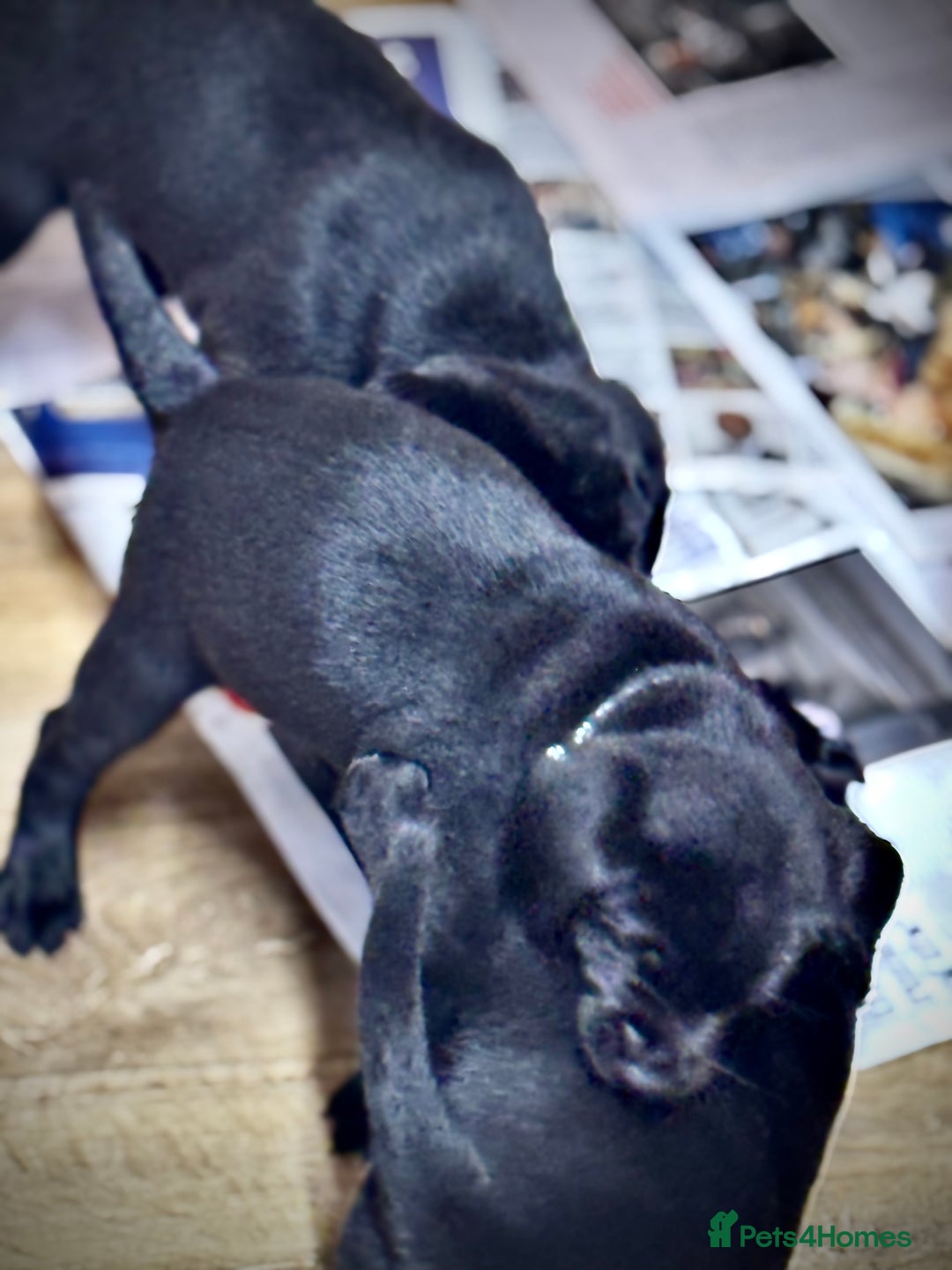 Labrador Retriever dogs for sale: Labrador Puppies  - Advert 39