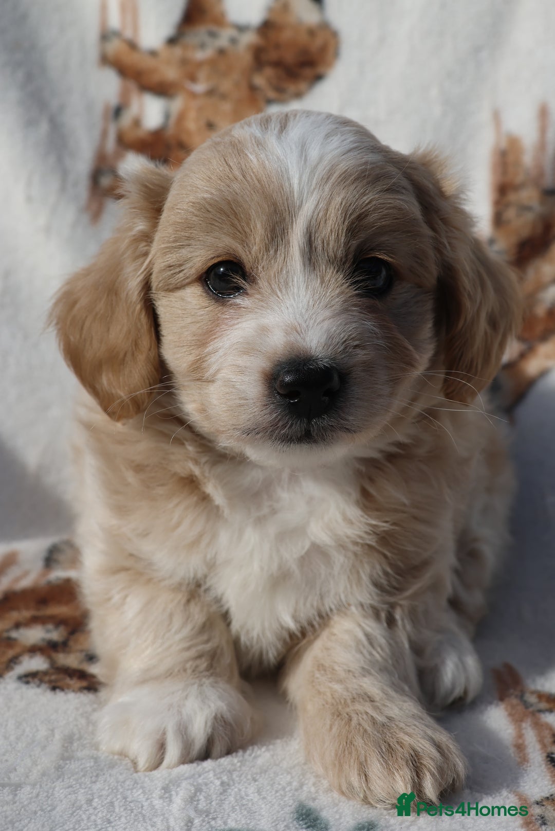 Maltipoo dogs for sale: Beautiful Maltipoo Babies - Image 11