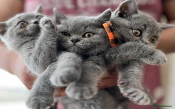 British Shorthair cats for sale: *** Pedigree British Shorthair Kittens *** - Image 1