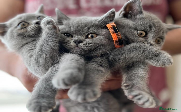 British Shorthair cats - Advert 2