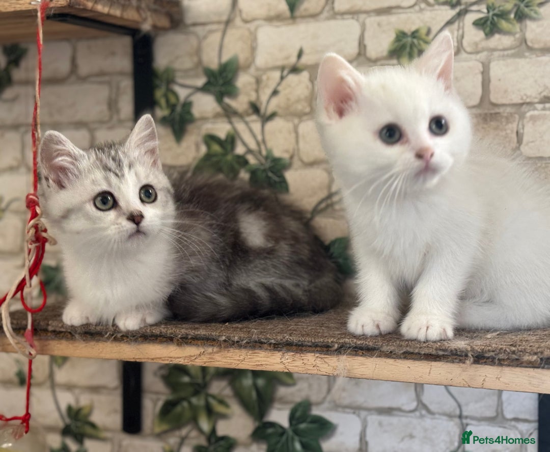 Munchkin cats for sale: Full Pedigree Munchkin Kittens  - Advert 24