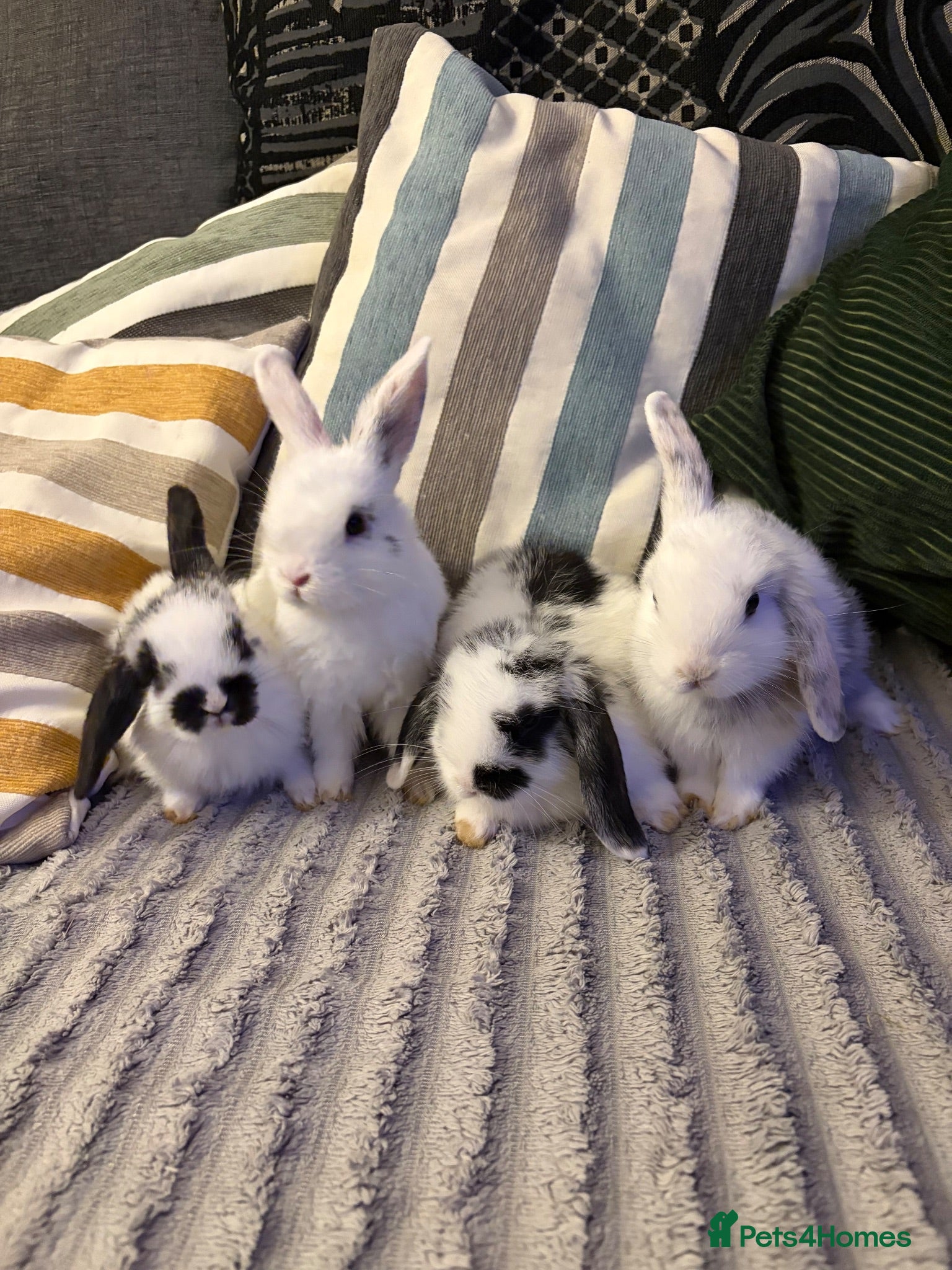 Mixed Breed rabbits 4x MINI LION LOP BUNNIES LEFT - Advert 5
