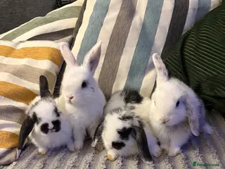 Mixed Breed rabbits 4x MINI LION LOP BUNNIES LEFT - Advert 5