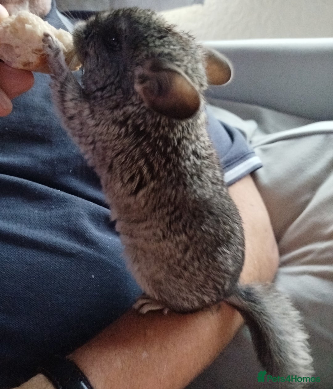 Chinchilla rodents for sale: Friendly chinchilla male  - Advert 6