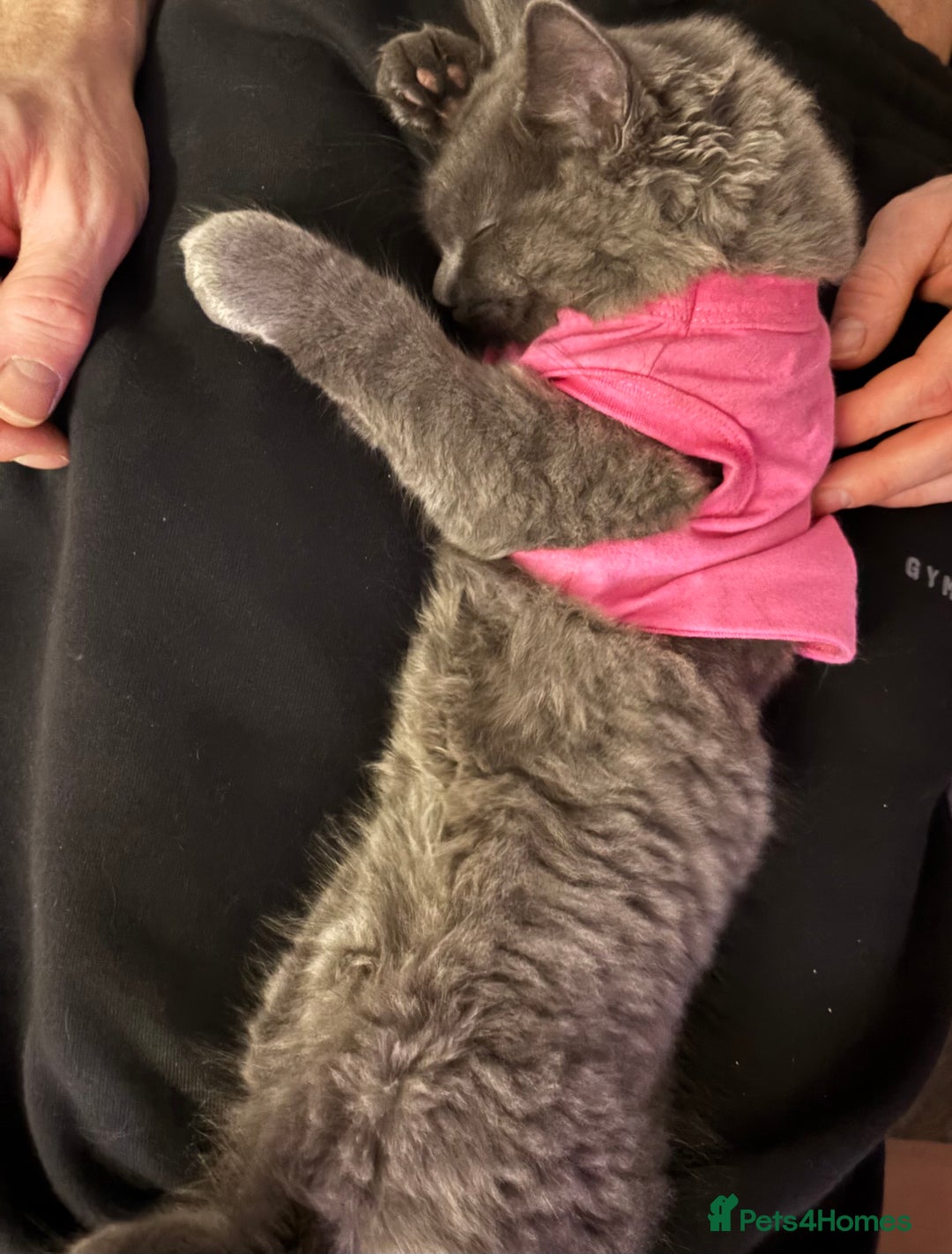 British Shorthair cats for sale: Pale grey female kitten  - Advert 3