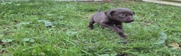 Labrador Retriever dogs for sale: Labrador puppies - Advert 6