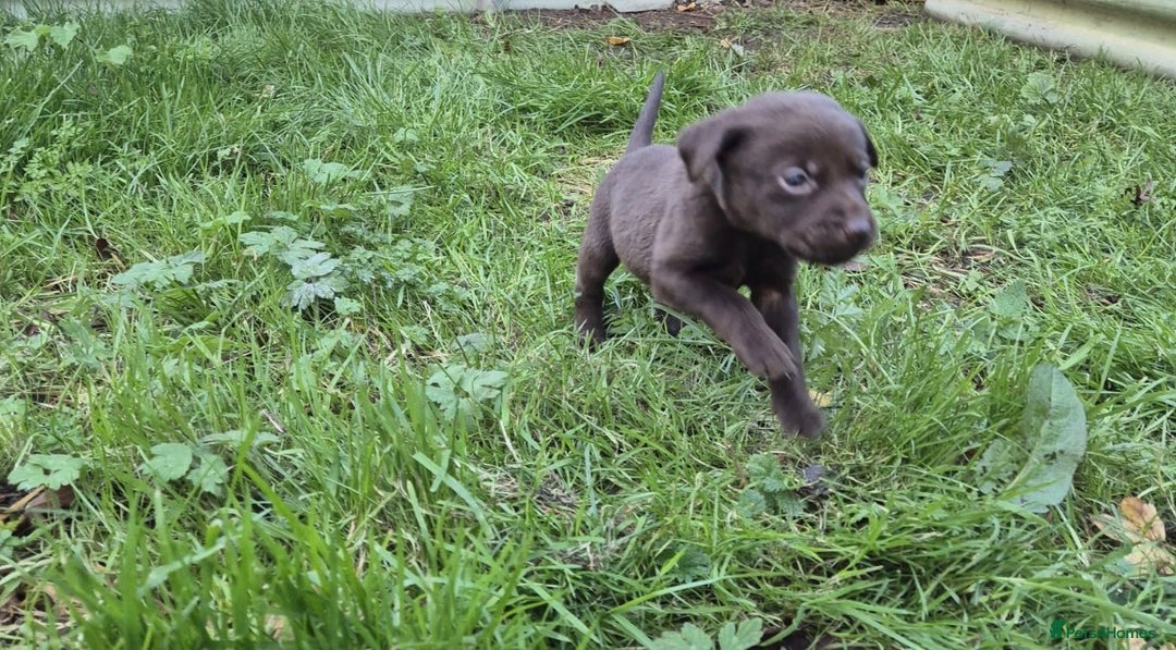 Labrador Retriever dogs for sale: Labrador puppies - Advert 6