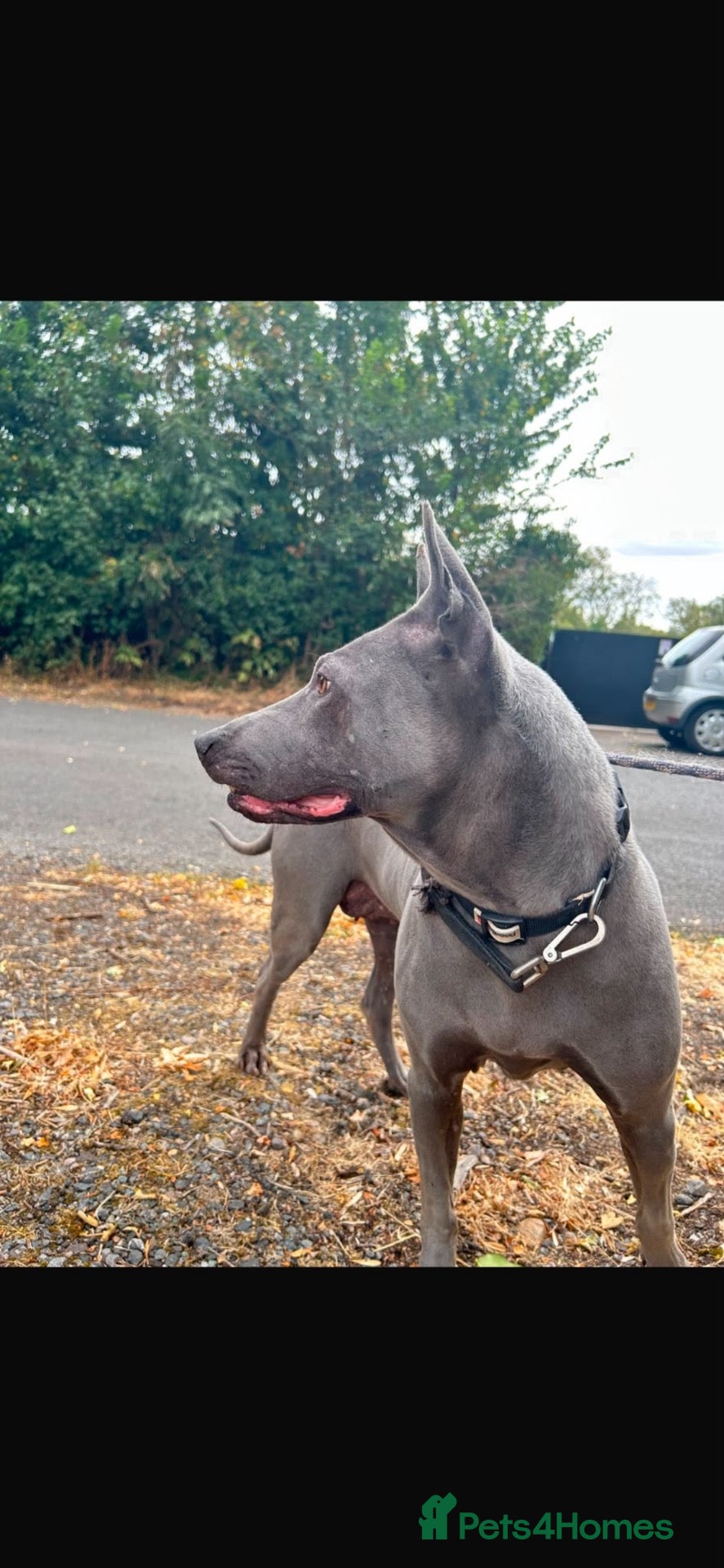 Thai Ridgeback dogs Our stunning Mai is looking for her forever home!  - Advert 4