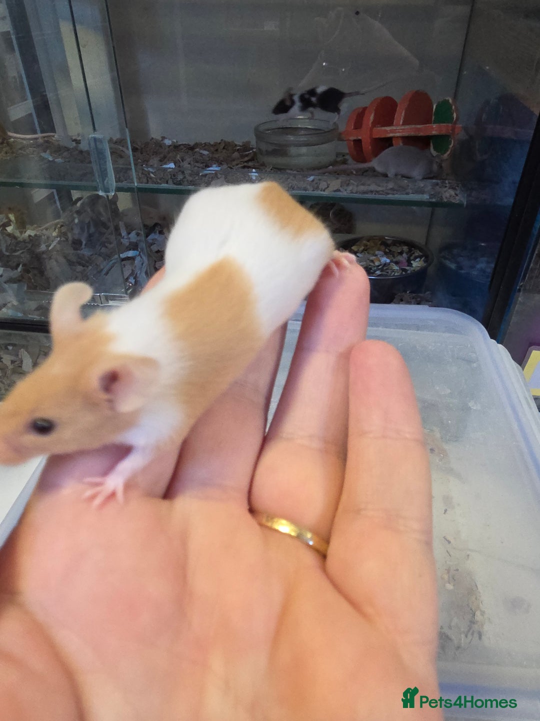 Mouse rodents for sale: Mice, males and females  - Advert 21