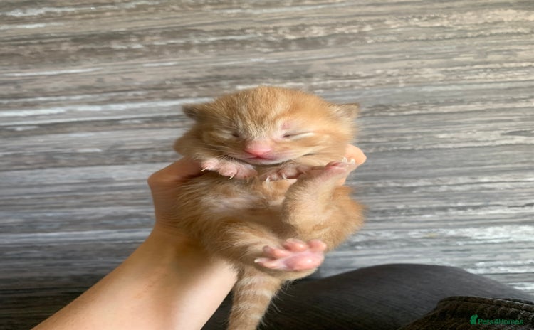Mixed Breed cats - Advert 10