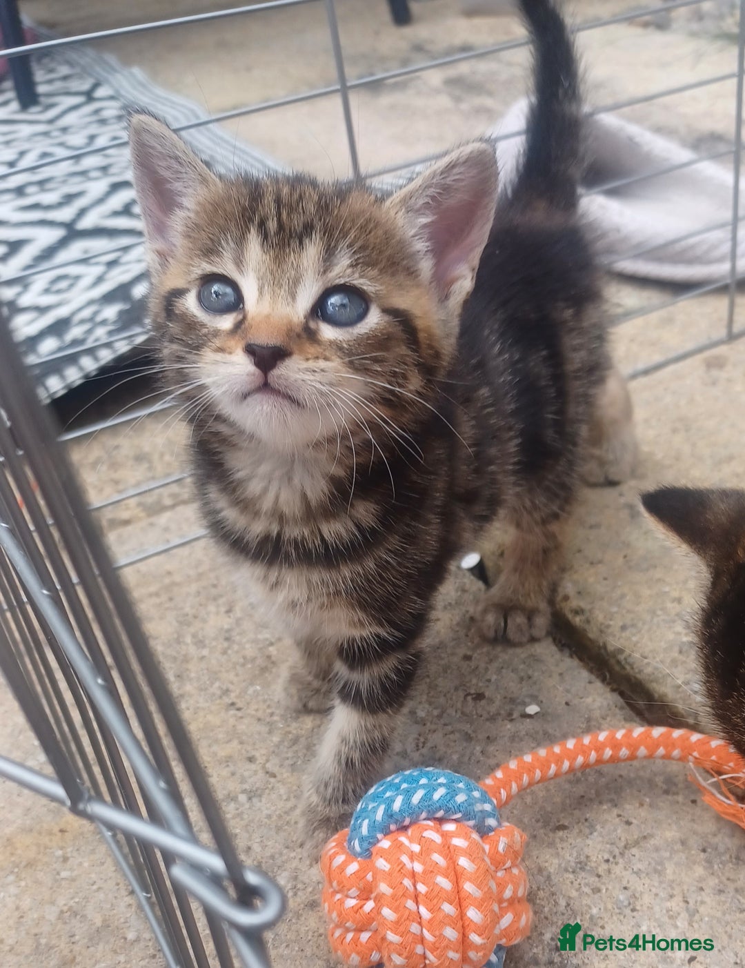 Mixed Breed cats for sale: Gorgeous Bengal x babies **READY NOW** - Image 18