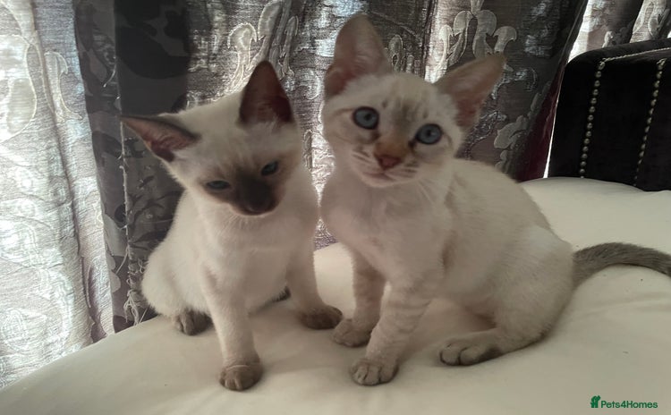 Bengal cats - Advert 2