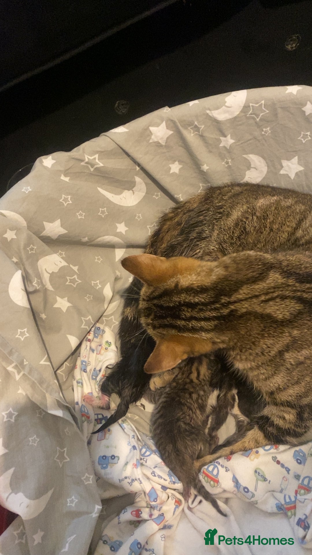 Bengal cats for sale: Bengal kittens  - Advert 13