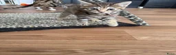 Norwegian Forest Cat cats for sale: 3 stunning half Norwegian kittens left - Advert 20