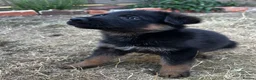German Shepherd dogs for sale: Black & Red Show line German Shepherd in Bedford - Advert 11