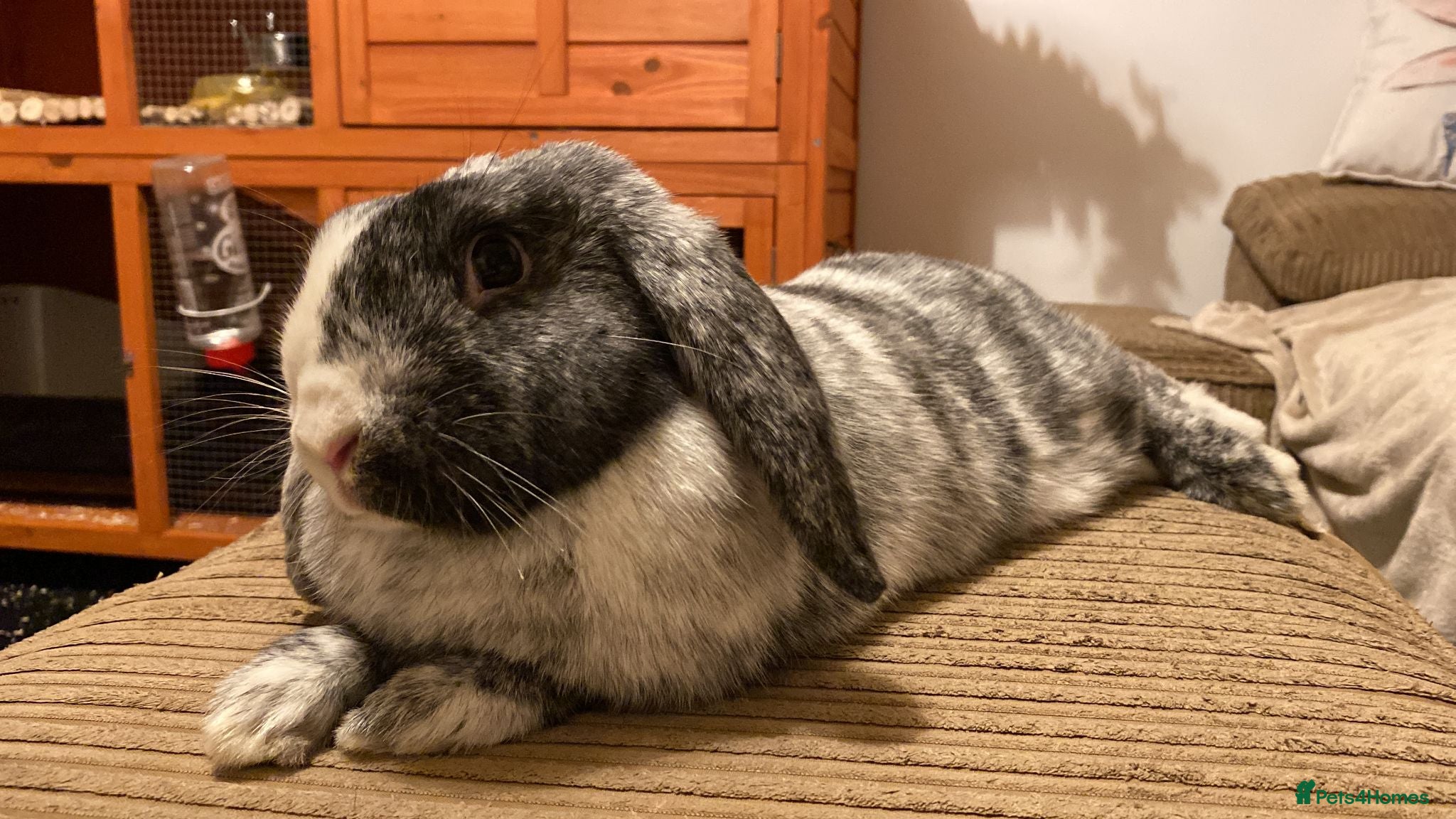 Mixed Breed rabbits Loving Indoor Rabbit Looking for Forever Home - Advert 1