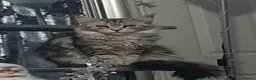 Maine Coon cats for sale: 🐈 ONLY 2 BOYS LEFT! READY FRIDAY 29TH MAY!!! 🐈 - Advert 4