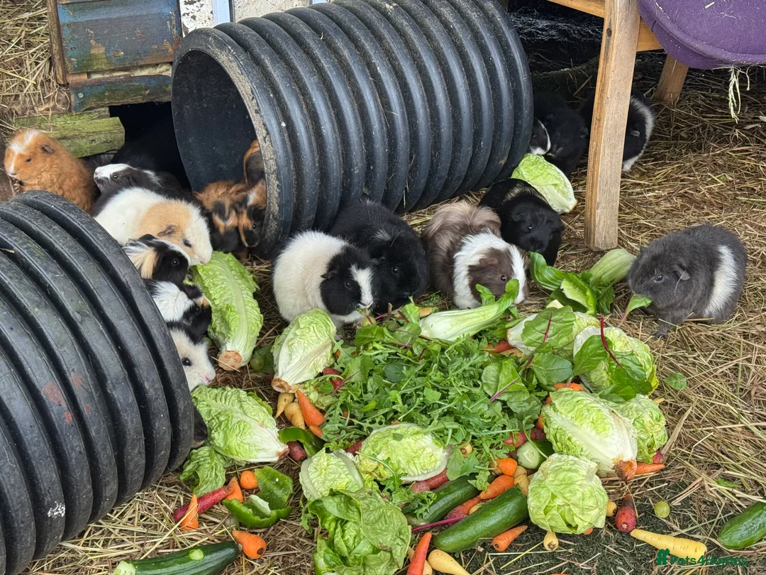 Guinea Pig rodents for sale: Guinea Pigs  - Advert 1