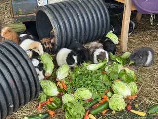 Guinea Pig rodents for sale: Guinea Pigs - Advert 1