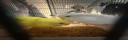 Budgerigars birds for sale: Two beautiful male and female bonded budgies in Barnsley - Advert 7
