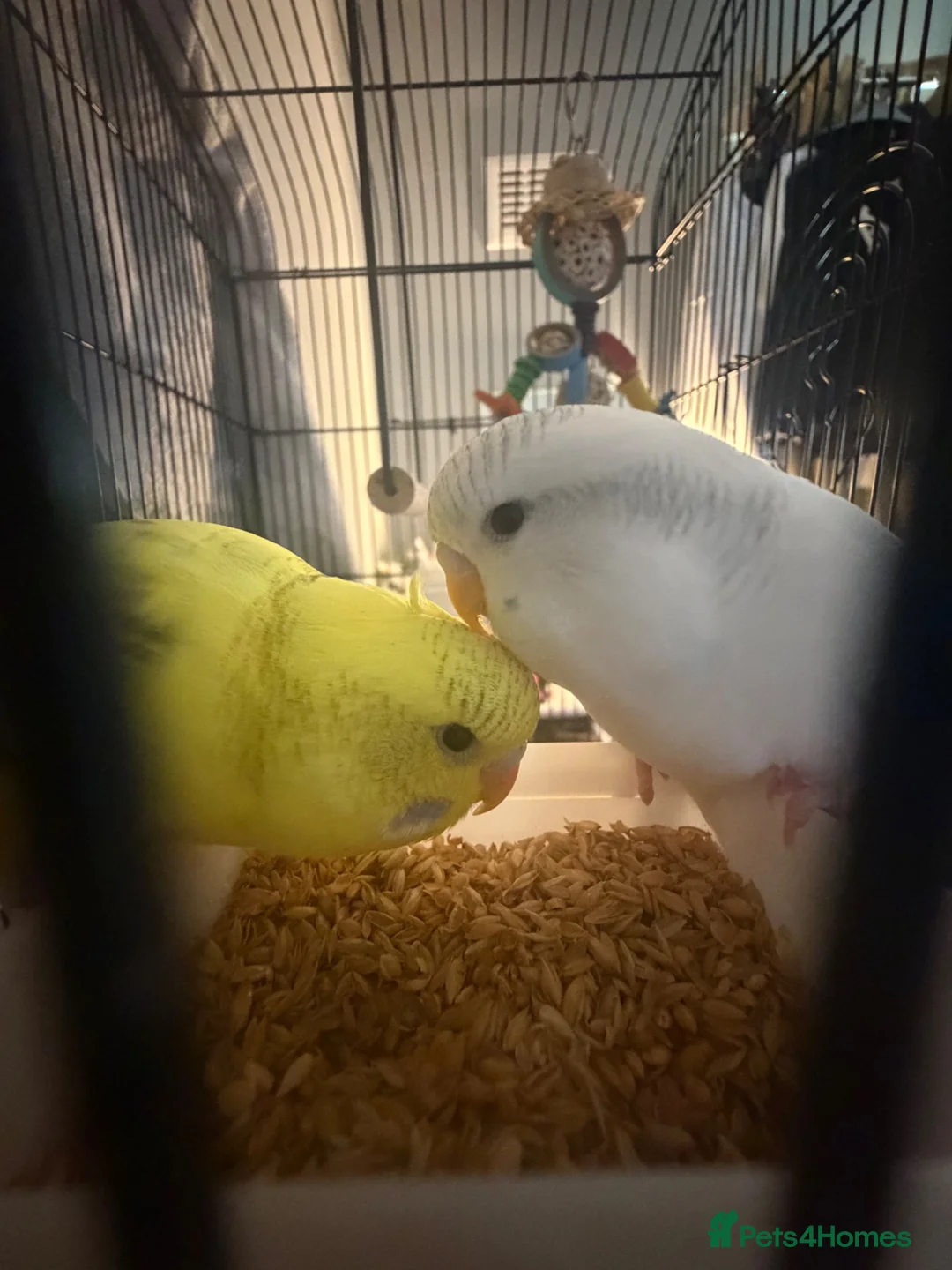 Budgerigars birds for sale: Two beautiful male and female bonded budgies in Barnsley - Advert 7
