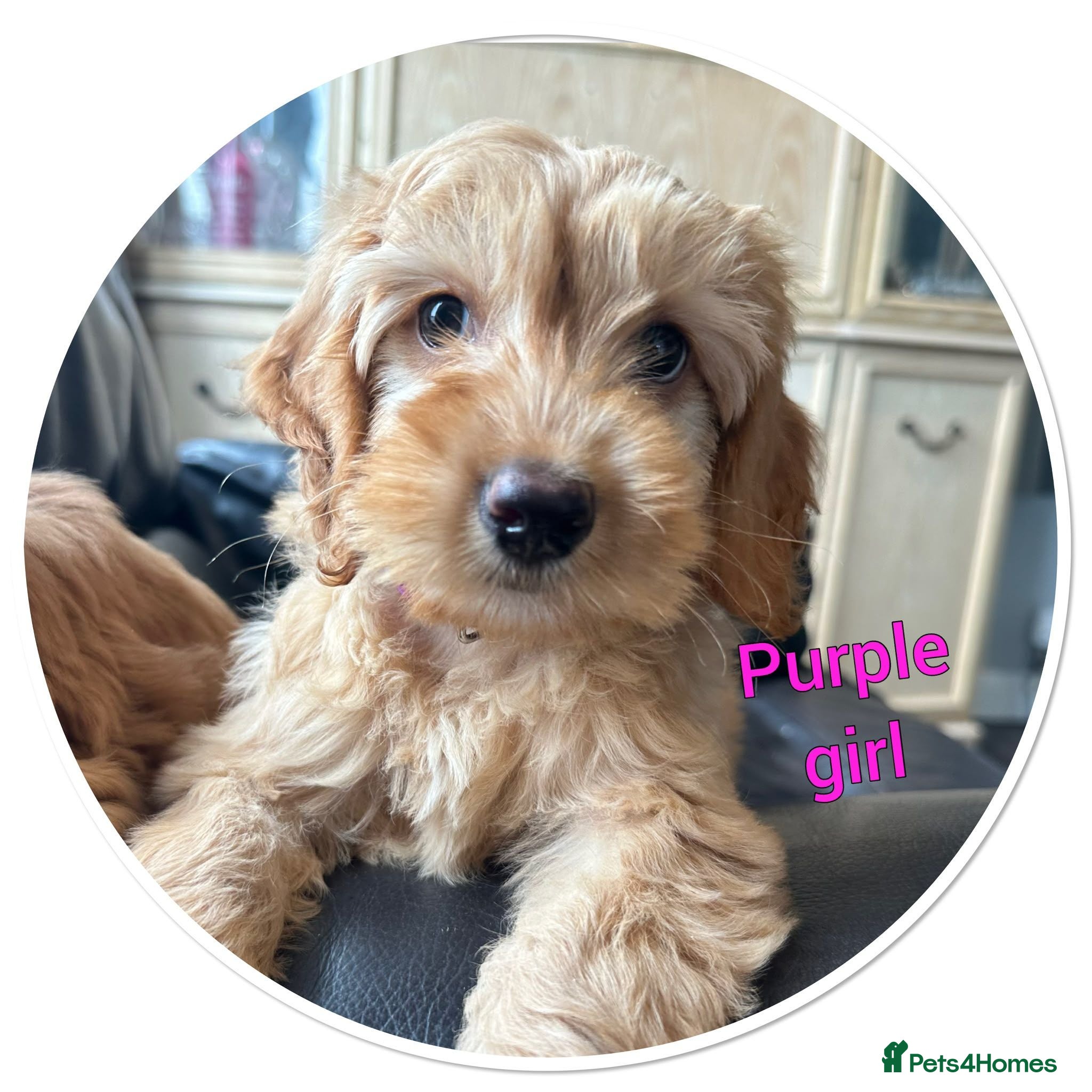 Cockapoo dogs Liensed f1b cockapoos dna  tested girls ready now  - Advert 10