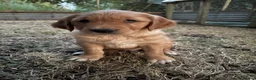 Golden Retriever dogs for sale: Beautiful dark golden retriever puppies - Advert 6