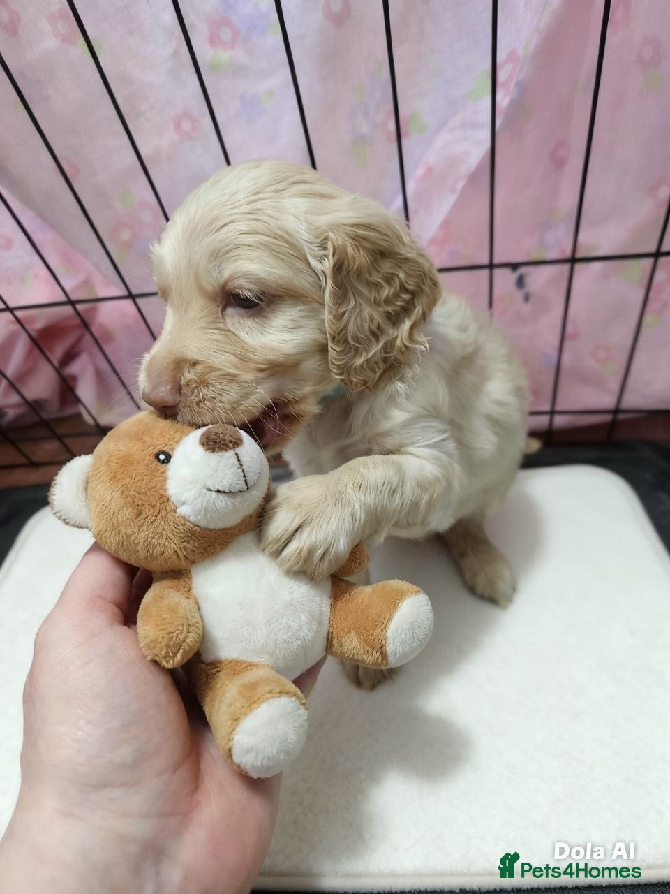 Cockapoo dogs Cockapoo puppies with lovely temperaments - Advert 5